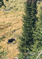 Moose in the grass near the spruce