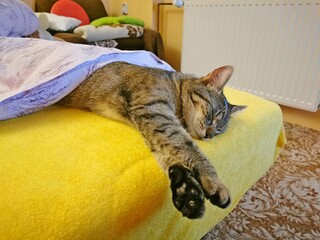 Tabby cat, kitten, lying and sleeping on a bed, covered with a blanket