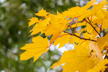 Obraz premium Maple branches with yellow leaves in autumn, in the light of sunset.