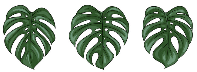 PNG transparent green cartoon monstera leaves set isolated © S E P A R I S A