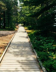 boardwalk between the trees and the beach