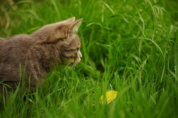 A gray kitten hunt in the wet green grass at autumn garden.