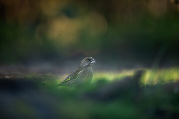  European greenfinch - Groenling - chloris chloris,