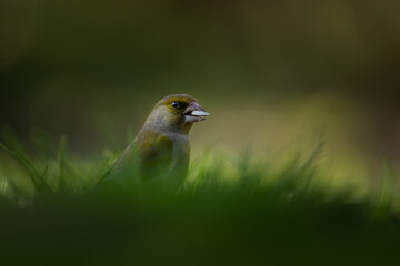  European greenfinch - Groenling - chloris chloris,