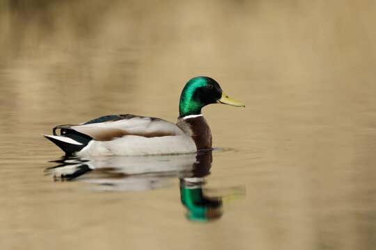 mallard duck on the water - Wilde eend - Anas platyrhynchos