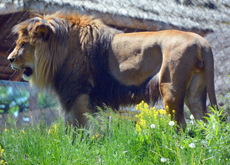 Lion is one of the four big cats in the genus Panthera, and a member of the family Felidae. With...