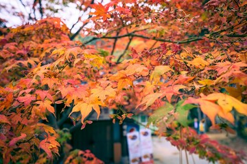 Fototapeta na wymiar Selective focus shot of autumn-colored maple tree