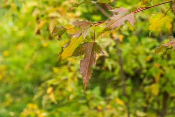 Amur Maple or Acer ginnala Leaves of in autumn sunlight with bokeh background, selective focus,...