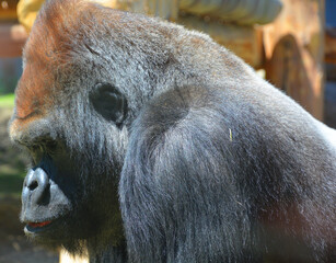 Gorillas are ground-dwelling, predominantly herbivorous apes that inhabit the forests of central...