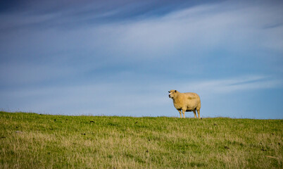 Large adult sheep stants on the top of the hill in Norden