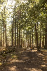 boy running thru the forest with light streaming thru the trees