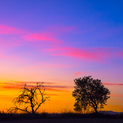 Fototapeta na wymiar Sunset trees