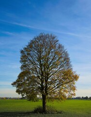 Fototapeta na wymiar Vertical view of a large Oak tree in a meadow with the bright blue sky in the background