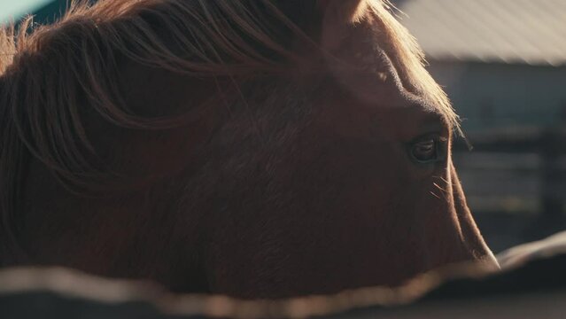 Slow-motion closeup of a horse on a ranch in Montana