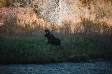 Side view of Alaska moose hopping on green grass by the river in Montana
