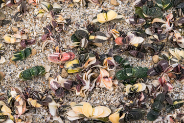 Succulent (Echeveria, crassula, aeonium, cotyledon, lithops, kalanchoe, caudex, etc)