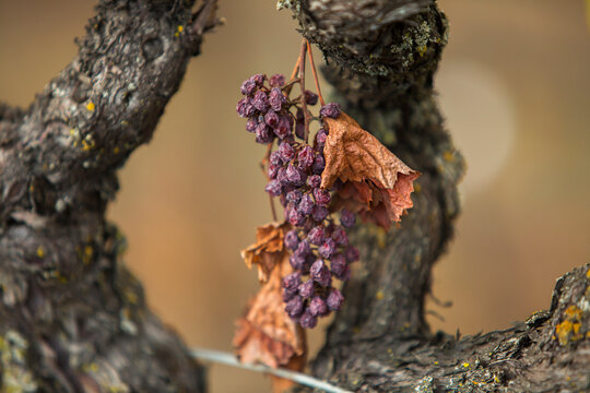 Grape raisins hanging on a vine with dry orange leaves. Fall in wine country.