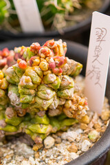 Succulent (Echeveria, crassula, aeonium, cotyledon, lithops, kalanchoe, caudex, etc)