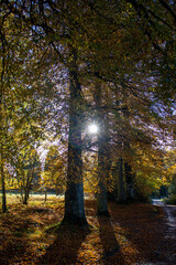 autumn in the woods