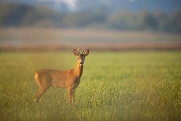 Roebuck - buck (Capreolus capreolus) Roe deer - goat