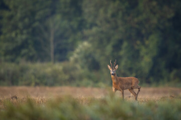 Roebuck - buck (Capreolus capreolus) Roe deer - goat