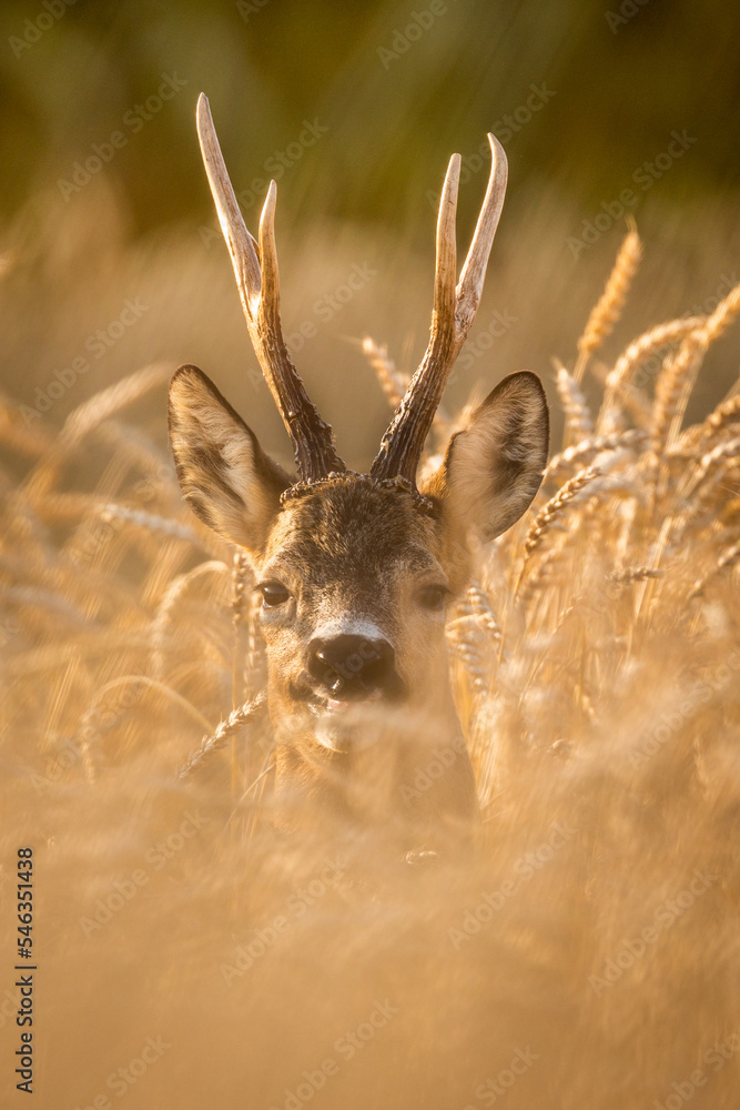 Canvas Prints roebuck - buck (capreolus capreolus) roe deer - goat