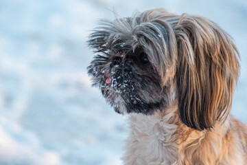 Naklejka na ściany i meble Shaggy Shih Tzu with black and cream coloring walks on winter day. Active dog looks with interest at snowy road on blurred background closeup