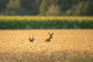 Roebuck - buck (Capreolus capreolus) Roe deer - goat