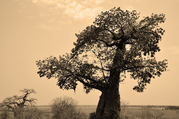 Baobab or  boab, boaboa, bottle tree, upside-down tree, and monkey bread tree Tarangire National...