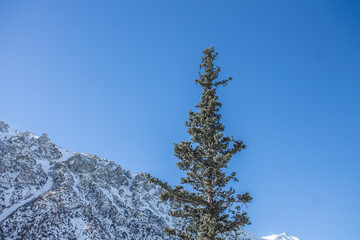 Pine and firs against the background of the mountain