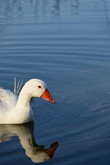 white goose in the water