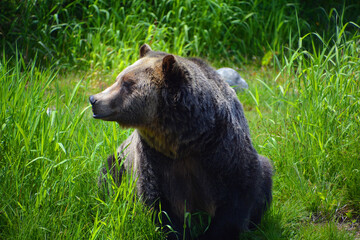 The grizzly bear also known as the silvertip bear, the grizzly, or the North American brown bear,...