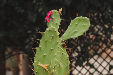 Spiky green cactus with pink petals growing in Morocco
