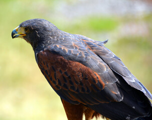 Harris hawk formerly known as the bay-winged hawk or dusky hawk, is a medium-large bird of prey...