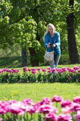 Woman photographs a flower bed with spring blooming tulips