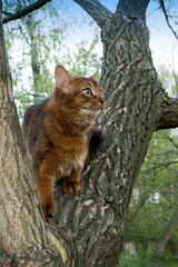 Fluffy red cat breed Somali in the park, sitting in a fork in a tree