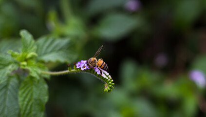 Honey bee on a small flower. Close-up view.