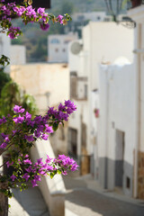 Mojacar village with pretty violet flowers on foreground. Spain