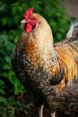 A Cock Rooster Chicken in the Grass