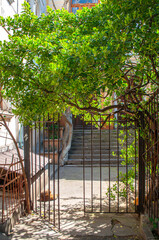 Black gateway with green tree and plant in sunny day in the garden.