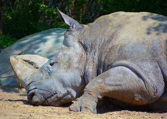 The white rhinoceros or square-lipped rhinoceros is the largest extant species of rhinoceros.  It has a wide mouth used for grazing and is the most social of all rhino species © Daniel Meunier