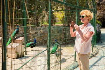 Elderly woman with mobile smartphone taking photo in zoological garden. Senior tourist woman on an excursion to the zoo.