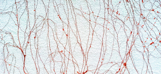 background, red ivy stalks without leaves and against a white wall