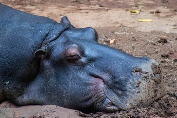 Closeup side view of a Hippo sleeping on the muddy ground - Powered by Adobe
