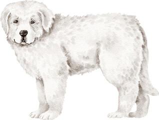 Great pyrenees puppy illustration