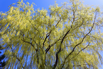 Spring landscape Montreal Quebec province Canada