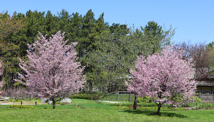 Spring landscape Montreal Quebec province Canada