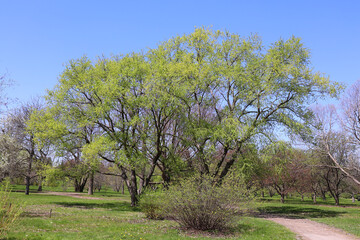 Fototapeta premium Spring landscape Montreal Quebec province Canada