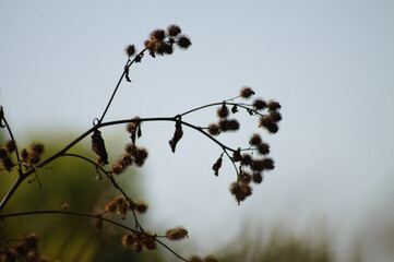 Closeup of dried woolly burdock seeds with blue sky on background