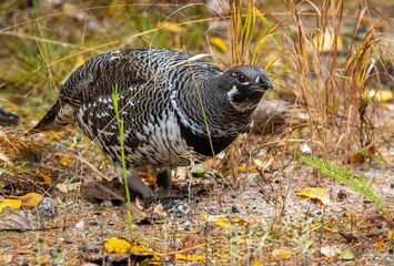 Male spruce grouse (Canachites canadensis) moving through grass on sandy ground